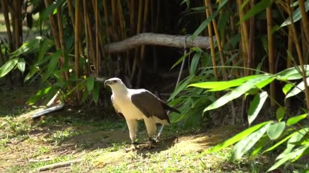 鷲は鳥公園の木と結びついている — ストック動画