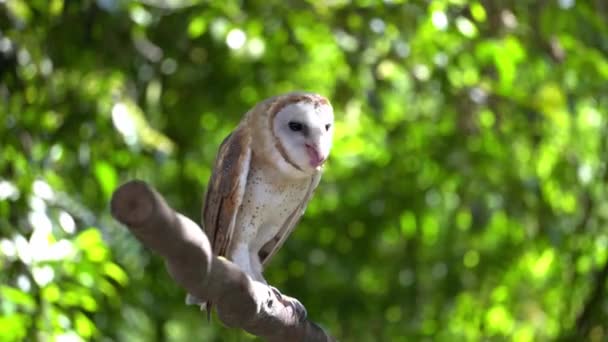 Une Chouette Est Mangée Sur Arbre Fond Vert — Video