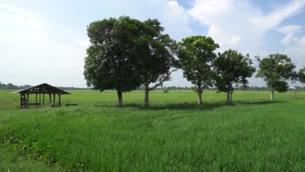Panning Pohon Hijau Samping Pondok Kecil Sawah — Stok Video