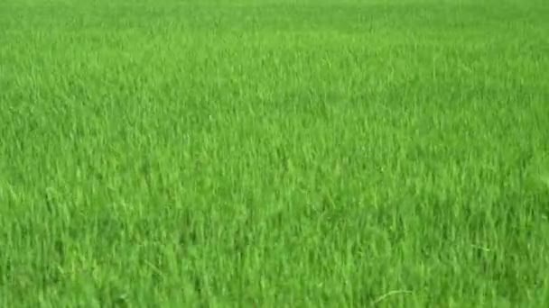 搬到绿色稻田里去自然室外 — 图库视频影像