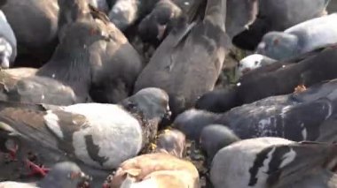 Karga sürüsü güneş ışığında sokağın ortasında mısır gevreği yer..