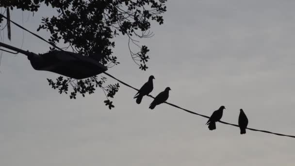 Silhouette Group Pigeons Stand Electric Wire — Stock Video