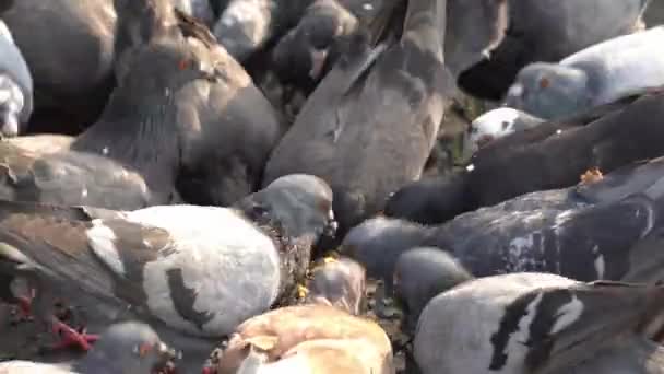 Zavřít Stádo Vrán Jíst Cereálie Ulici Slunečním Světle Ráno — Stock video