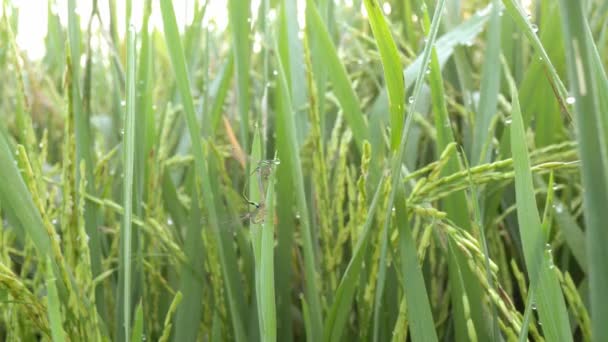 Damselflies Copulating Ischnura Denticolis Mating Paddy Field Leaves — Stock Video