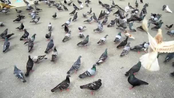 Slow Motion Pigeons Walk Fly Street — Stock Video