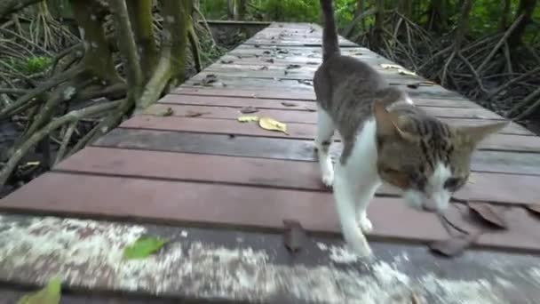 Μια Γάτα Περπατά Ξύλινη Γέφυρα Στο Δάσος Μάνγκροουβ — Αρχείο Βίντεο