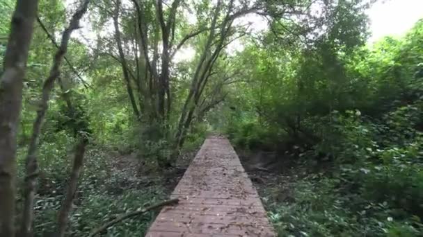 Gimbal Tiro Movimento Ponte Madeira Quebrada Floresta Mangue — Vídeo de Stock