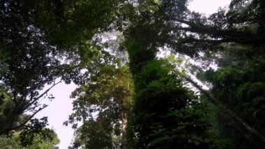 Tilt Malezya 'da yeşil tropikal ormanı vurdu.