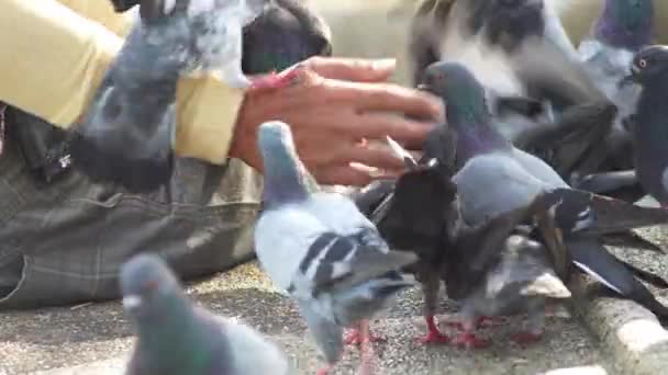 Pombos comem comida à mão — Vídeo de Stock