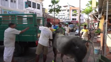 Kutsal inekler kamyona atlıyor.