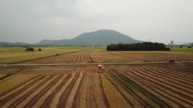 Pirinç tarlasında hasat makinesinin önüne doğru uç..