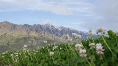 Olağanüstü Dağ, Queenstown, Yeni Zelanda güneşli bir günde beyaz yonca önplanıyla.