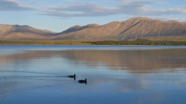Akşam Tekapo Gölü 'nde bir çift Mallard ördeği yüzüyor..