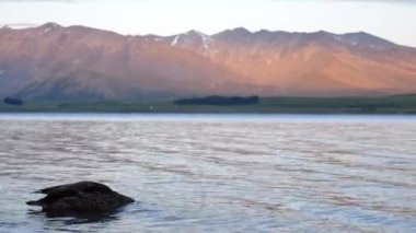 Günbatımında kafası suya gömülü Mallard ördeği Güney Adası, Yeni Zelanda Tekapo Gölü 'nde.