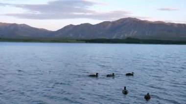 Güney Adası, Yeni Zelanda 'daki Tekapo Gölü' nde bir grup ördek birlikte yüzüyor..