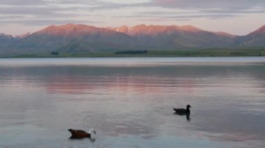 Mallard ördekleri Yeni Zelanda 'da suda yüzerler.