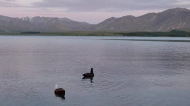 Akşam geç saatlerde Mallard ördeği gölde yüzüyor..