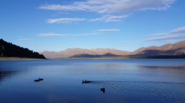 Mallard ördekleri akşamları gölde yüzerler..