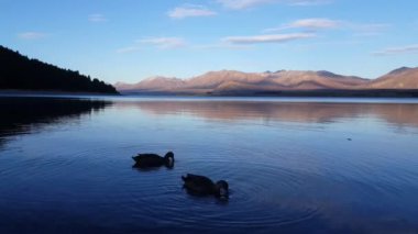 Akşamları Tekapo Gölü 'nde kafası suya girmiş iki ördek..