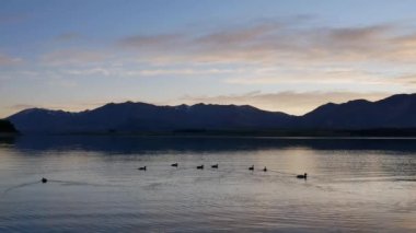 Bir grup yaban ördeği Tekapo Gölü 'nde yüzüyor..