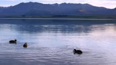 Tekapo Gölü 'nde üç yaban ördeği yüzerken güneş ışığı John Dağı' nı yansıtıyor..