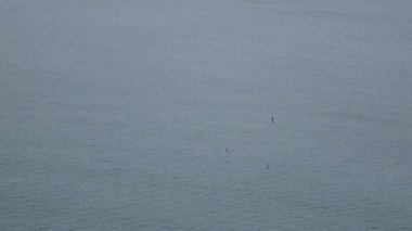 Albatros gün içinde denizin üzerinde uçar..