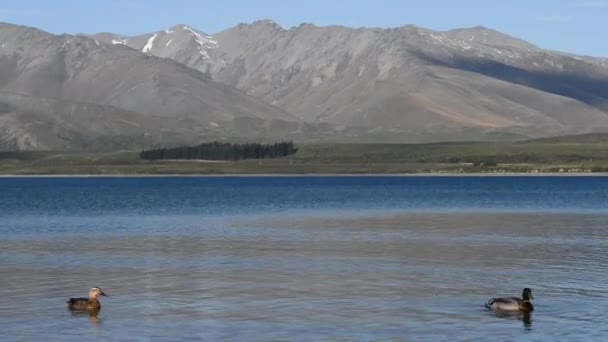 Mallard Πάπια Κολύμπι Στη Λίμνη Tekapo Κατά Διάρκεια Φωτεινή Ηλιόλουστη — Αρχείο Βίντεο