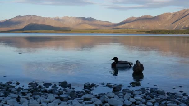 Качка Маллард Плаває Озері Текапо Південний Острів Нова Зеландія — стокове відео