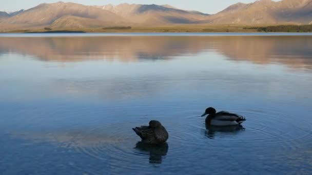 Δύο Mallard Πάπια Καθαρό Φτερό Στη Λίμνη Tekapo South Island — Αρχείο Βίντεο