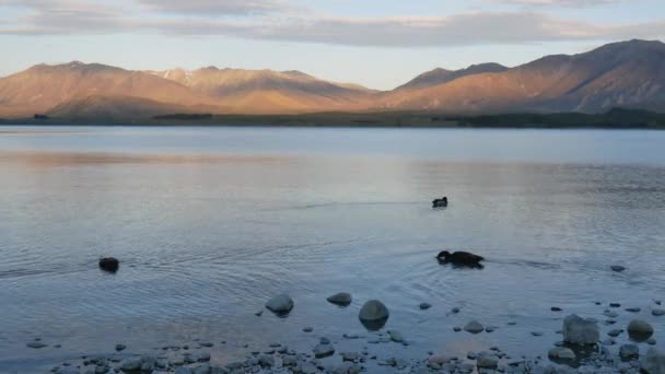 Gün Batımında Mallard Ördekleri Tekapo Gölü Kıyısında Yüzerler — Stok video