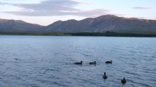 Ομάδα Παπιών Mallard Κολυμπούν Μαζί Στη Λίμνη Tekapo Στο Νότιο — Αρχείο Βίντεο
