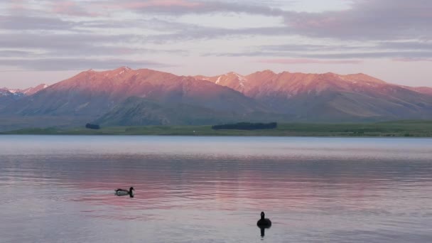 Alacakaranlık Saatinde Tekapo Gölü Nde Gölde Yüzen Mallard Ördeği Dağda — Stok video