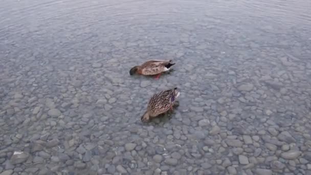 Dois Patos Reais Nadam Lago Com Pedra — Vídeo de Stock