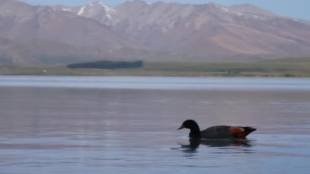 Panning Atirou Pato Nadar Direção Esquerda — Vídeo de Stock