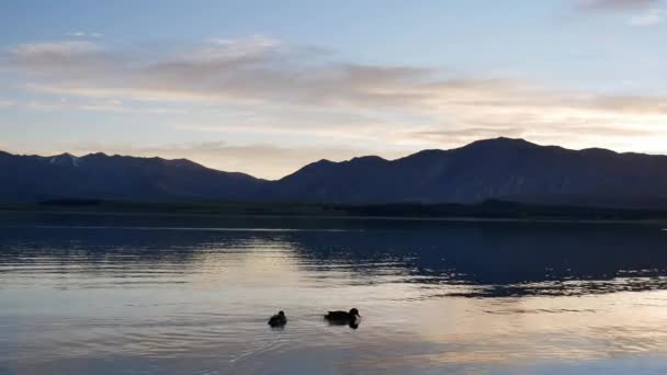 Günbatımında Tekapo Gölü Nde Iki Ördek Yüzer — Stok video