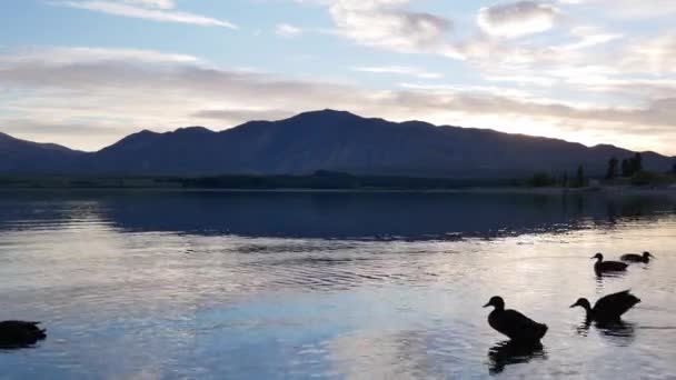 Siluet Yaban Ördekleri Sabahın Erken Saatlerinde Tekapo Gölü Nde Yüzerler — Stok video