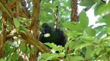 Bluff Ormanında bir Tui kuşu.