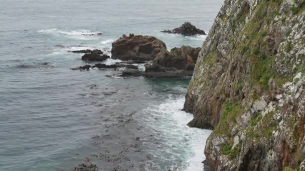 Nugget Point Catlins Güney Adası Yeni Zelanda Yakınlarındaki Denizde Ölü — Stok video
