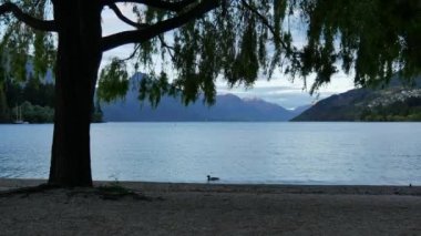 Wakatipu Gölü 'nde bir ördek yüzüyor, Queenstown, Güney Adası, Yeni Zelanda.