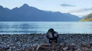 Nehir kıyısında bir ördek dinleniyor..