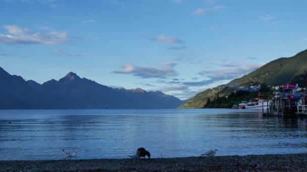 Gabbiano Marino Anatra Reale Cerca Cibo Mattino Lago Wakatipu Queenstown — Video Stock