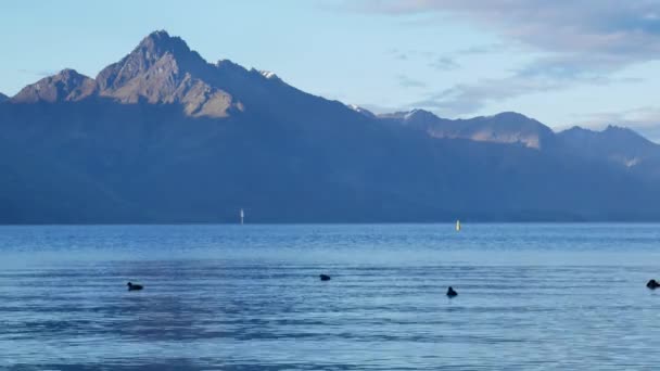 Flock Gräsänder Simma Vid Sjön Wakatipu Queenstown Sydön Nya Zeeland — Stockvideo