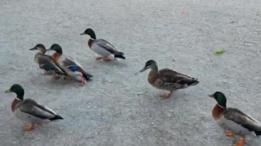 Mallard ördek zorbası, parkta çiftleşiyor..
