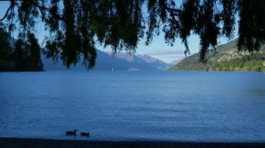 İki yaban ördeği Wakatipu Gölü, Queenstown, Güney Adası, Yeni Zelanda 'da sabah erken saatlerde yüzerler..