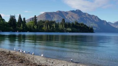 Bir grup martı Wakatipu Gölü kıyısında dinleniyor, Queenstown, Güney Adası, Yeni Zelanda.