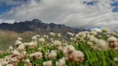 Kayda değer kar dağını yakınlaştırın, Güney Adası, Yeni Zelanda Baharda, önplanda Bokeh gibi beyaz yoncalarla.