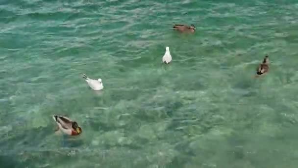 Gaviota Ánades Reales Nadan Lago Wakatipu Queenstown Isla Sur Nueva — Vídeos de Stock