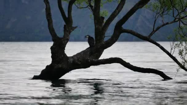 Vogel Auf Einsamem Wanaka Baum Südinsel — Stockvideo