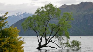Güney Adası, Yeni Zelanda 'daki ünlü Wanaka ağacı..