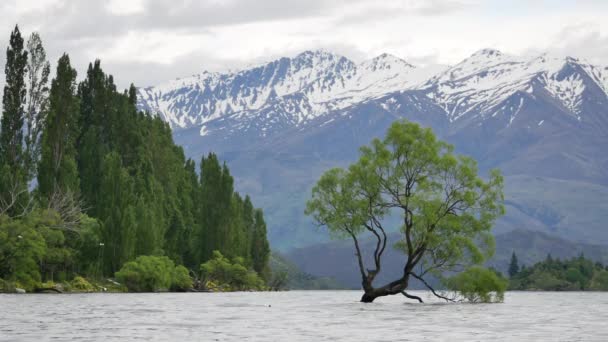 Wanaka Árbol Con Montaña Nieve Mañana Temprano — Vídeo de stock